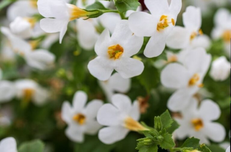 Bacopa Monnieri – Adaptogen i nootropik. Uspokaja i poprawia pamięć.
