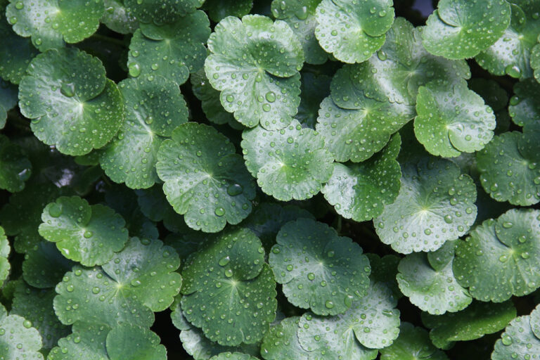 Gotu kola (wąkrotka azjatycka) – właściwości, działanie i efekty