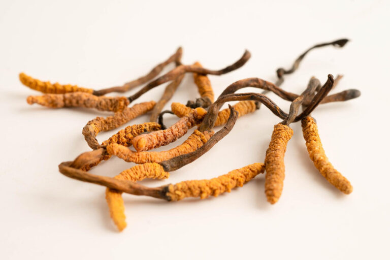 Kordyceps chiński – grzyb zwiększający wydolność i libido