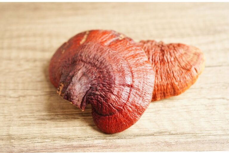 Grzyb reishi– dla poprawy odporności oraz uspokojenia